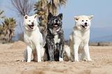 AKITA INU 132